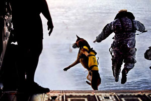 Post image for Dogs of War: Mouth-to-Arm Combat
