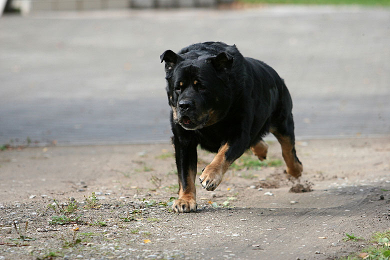 Animals That Kill: The Most Common . Human Deaths - ITS Tactical Animals That Kill: The Most Common . Human Deaths - ITS Tactical