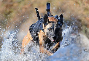 Special Operations dogs set for new advanced tactical gear