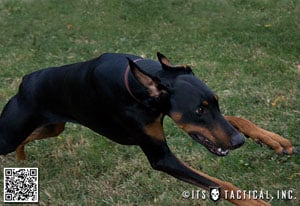 Dogs_of_Defense_4_Main