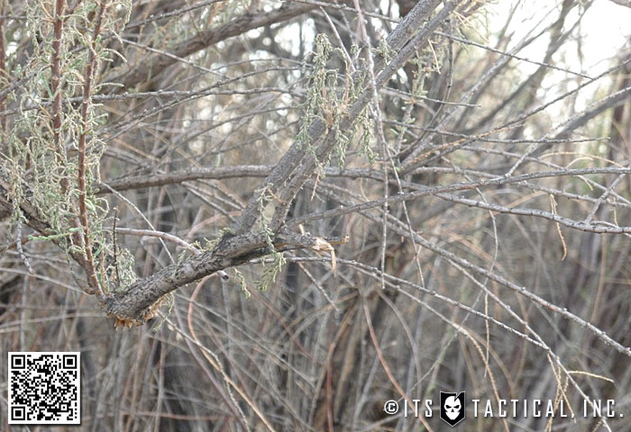 Brush and Broken Twigs