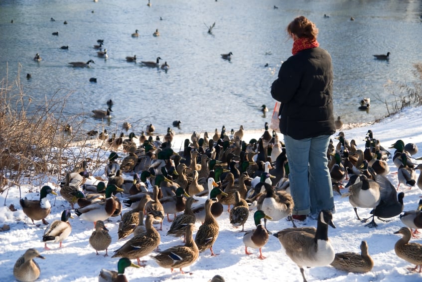 Feeding the ducks