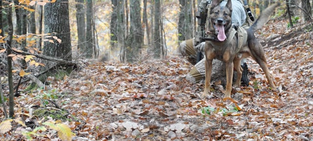 Warrior Dog