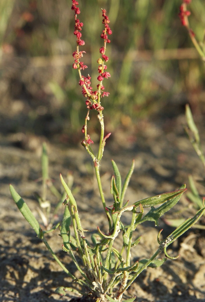 Sheep Sorrel