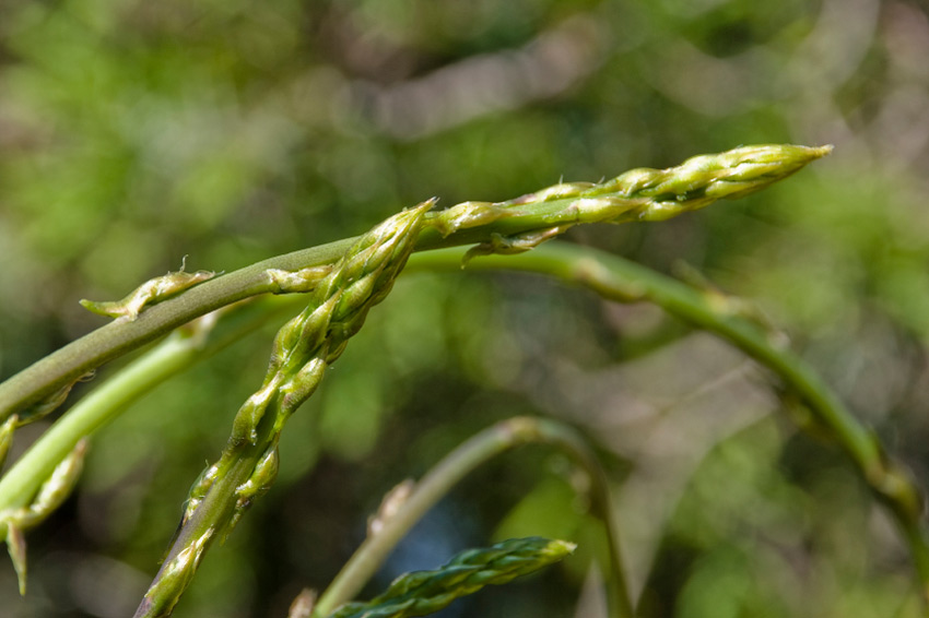 Asparagus