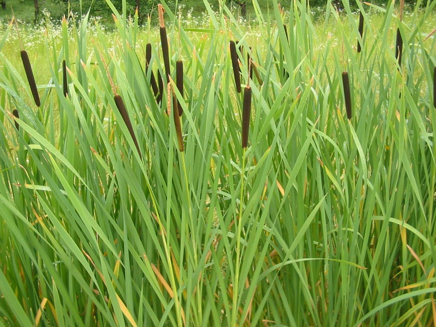 Cattail