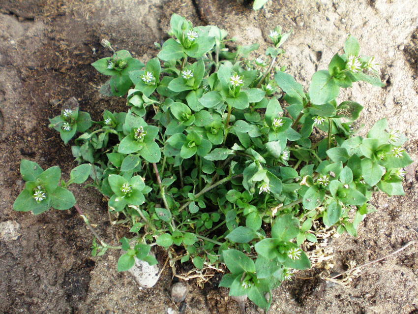 Chickweed