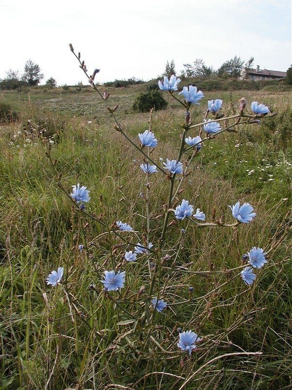 Chicory