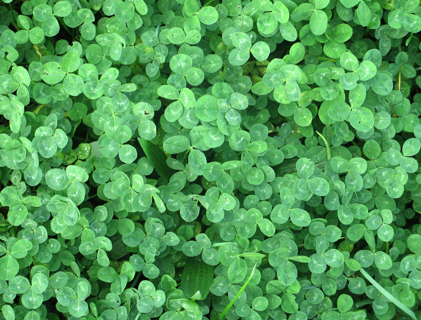 Clovers