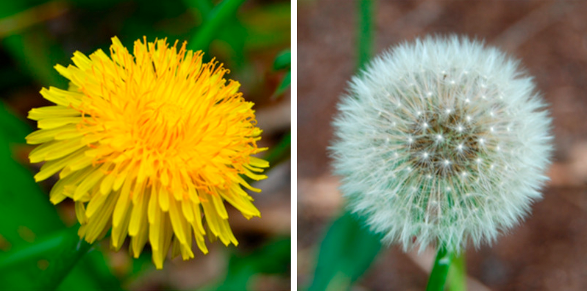 Dandelion