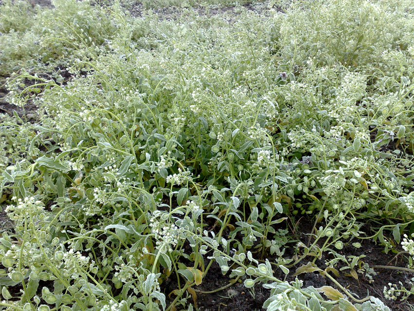 Field Pennycress