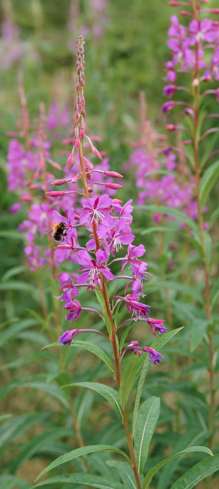 Fireweed