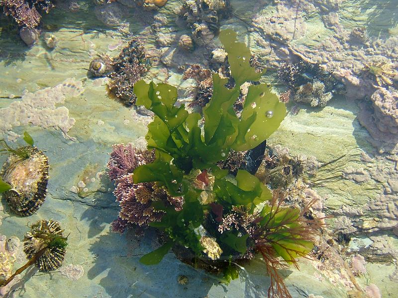 Green Seaweed