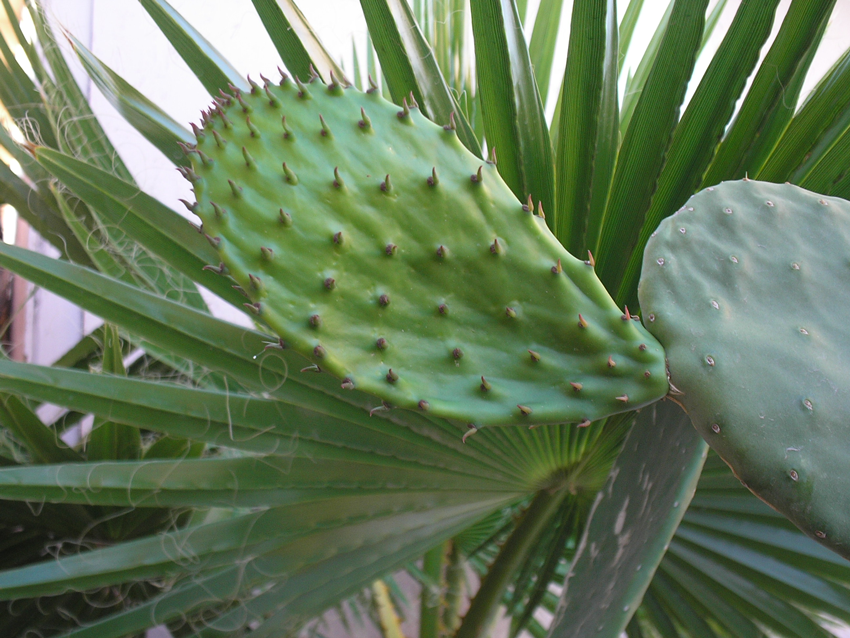 Prickly Pear Cactus