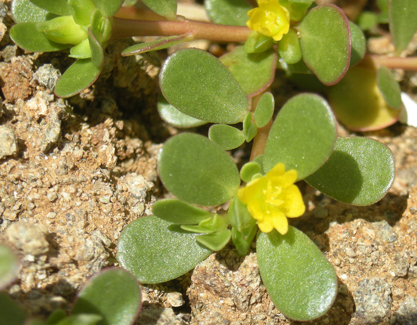 Purslane