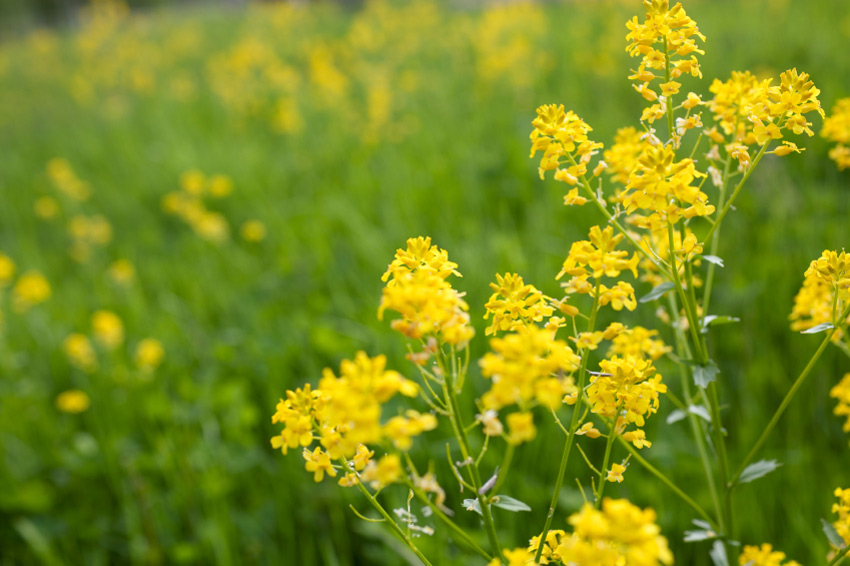 White Mustard