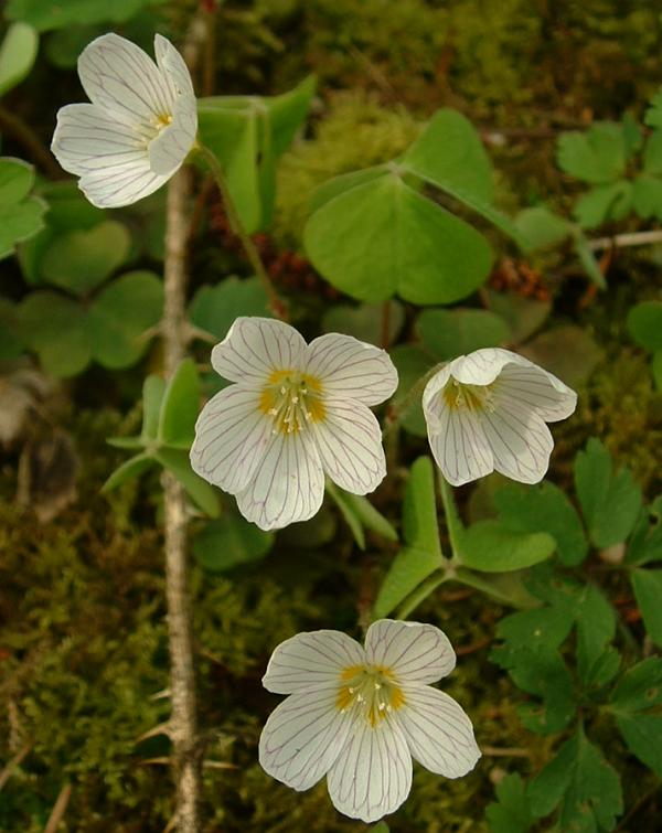 Wood Sorrel