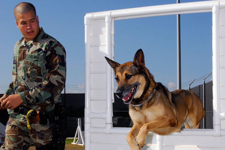 Man's Best Friend The Importance and Impact of Truth in K9 Handling