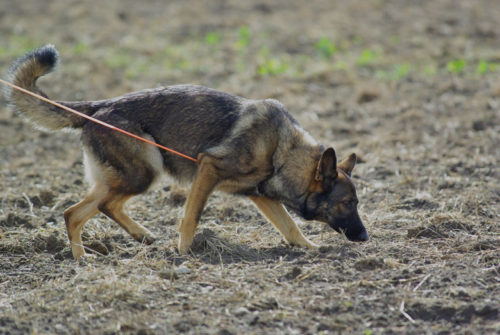 k9-rookies-12