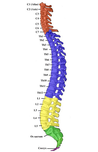 spine-clearing-01